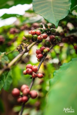 Café du Plateau des Bolovens, Laos