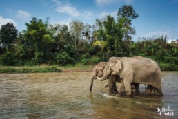 Elephants au Laos, Mandalao