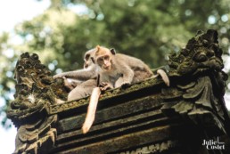 Singes à Bali